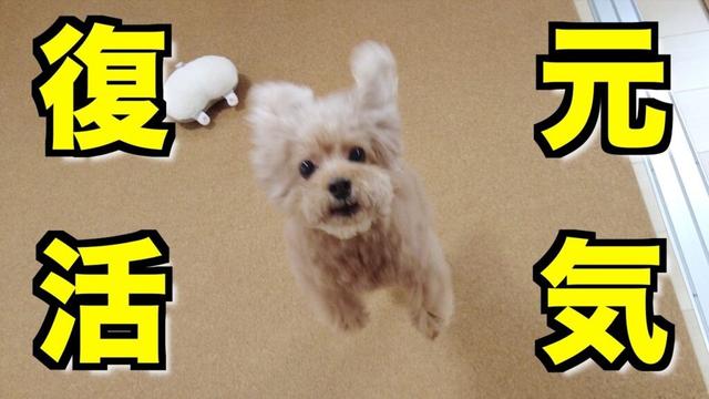 手術後しんどそうだった愛犬が元気100％まで回復しました！【トイプードル】