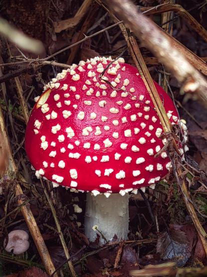 A close-up photograph of a vibrant, mature Fly Agaric mushroom (Amanita muscaria). The mushroom has a striking, rounded deep red cap covered in numerous small, contrasting white, warty spots. It sits on a thick, white stem against a dark, rustic background of brown fallen leaves, twigs, and dried bracken on the forest floor, with a slight out-of-focus smaller, pale mushroom to the lower left.