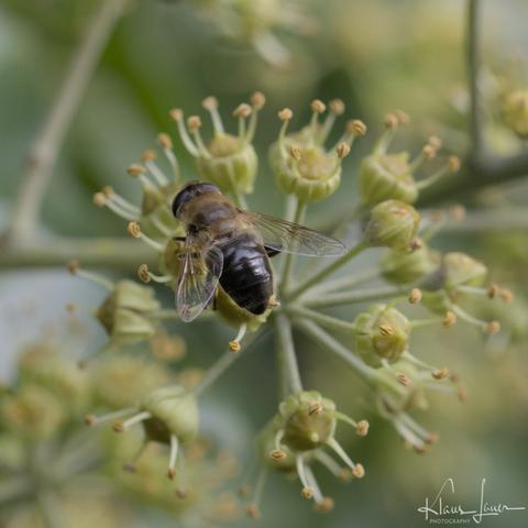 Auf dem Foto sieht man eine Mistbiene auf einer Efeublüte sitzen und Nektar schlürfen.