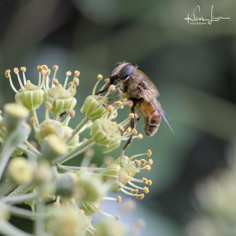 Das Foto zeigt die Makroaufnahme einer Mistbiene von der Seite. Die Biene sitzt auf einer Efeublüte, mit dem Saugrüssel saugt sie Nektar vom Diskus des Fruchtknotens.