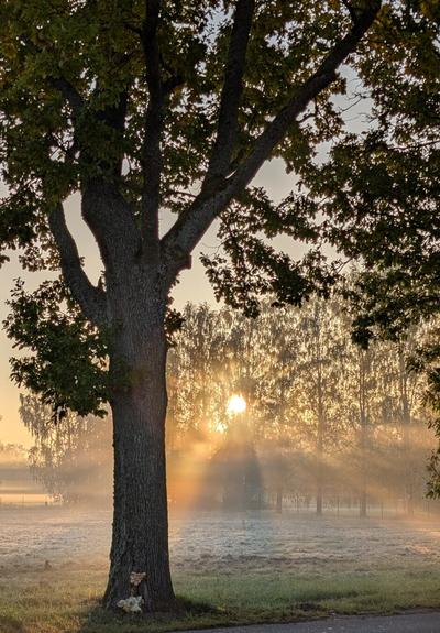 Morning sunrise with rays of light shining through trees and light fog.