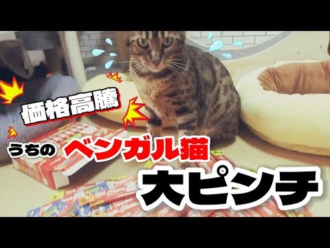 【ベンガル猫】価格高騰！ちゅ～るの値上げにベンガル猫大ピンチ！
