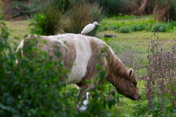 Un macron garde-boeuf sur un animal lecornu, au milieu d'un pré avec des joncs et des tiges hautes

(en vrai un héron garde-boeuf blanc à bec jaune sur une vache marron et blanche avec le poil assez long)