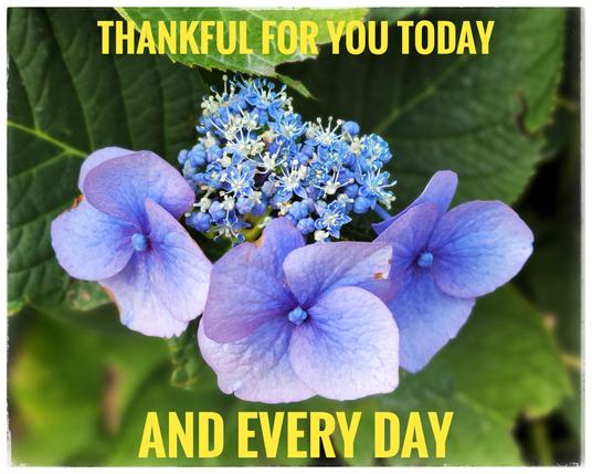 This is a close-up image of a lavender-coloured lace cap hydrangea. There's a text overlay that reads, "Thankful for you today. And every day.