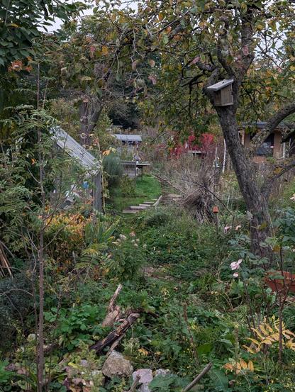 Blick in den oktoberstruppigen Kleingarten mit Gewächshaus.
