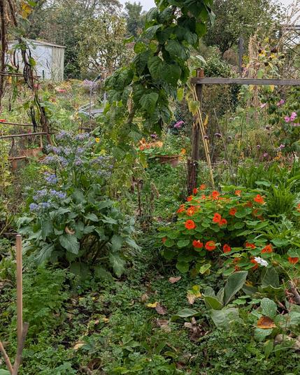 Borretsch und Kapuzinerkresse blühen üppig