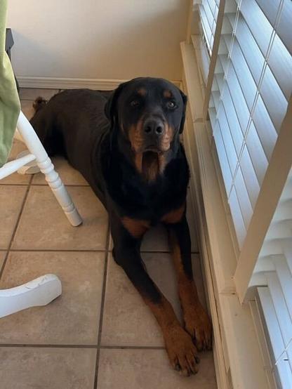 Photo of a large black and brown Rottweiler sitting calmly on a tiled floor next to a white chair and a window with blinds.