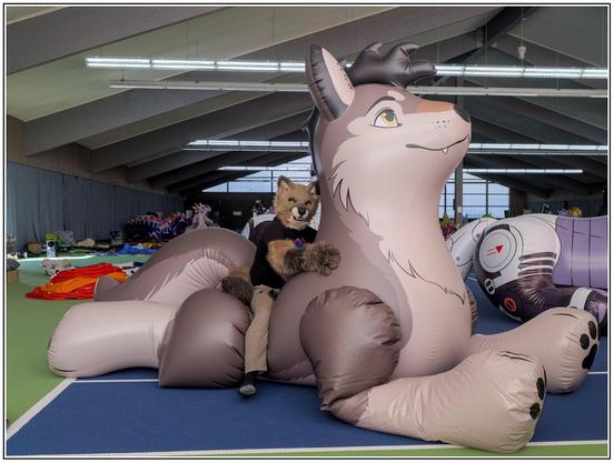 A wolf fursuiter happily riding an absolutely massive inflatable wolf in an indoor tennis court