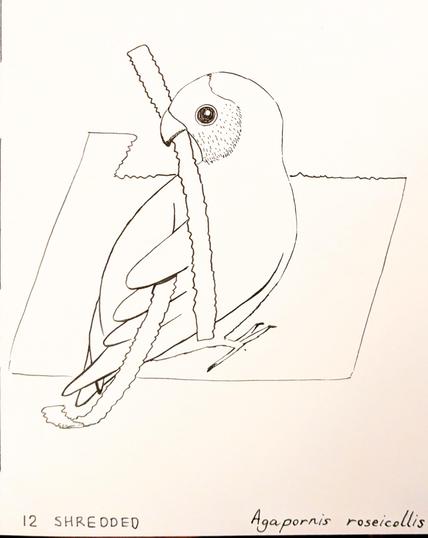 A pen drawing of a love bird shredding paper with its beak. The bird is standing on a piece of paper that has a corner torn off. It's holding a strip of paper with jagged edges in its beak. There's another strip of paper tucked in its rear feathers.

Text on the lower left corner: 12 SHREDDED 
Text on the lower right corner: Agapornis roseicollis