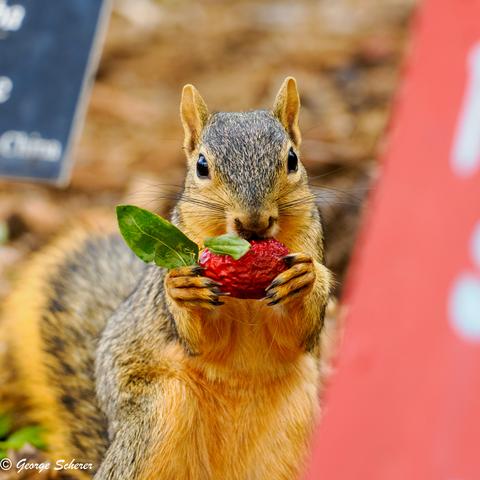 Close-up photo of a squirrel, facing the camera, using its front paws to hold a red, wrinkled berry-like fruit up to its mouth.  The squirrel is peeking out from behind an out-of-focus red sign.  No words are visible on the sign.