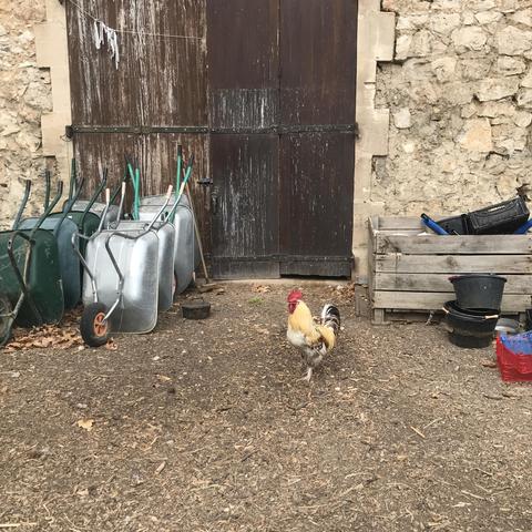 Un coq dans une cour de ferme. A l'arrière plan, des brouettes relevées contre la porte de la grange.