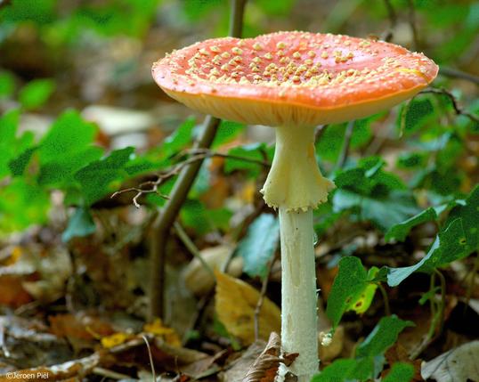 Vliegenzwam

Fly agaric