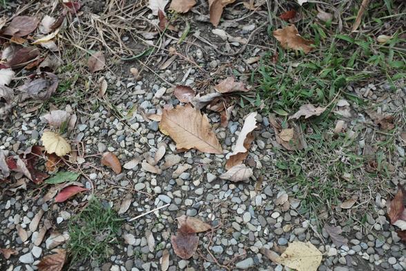 White oak, maple, and dogwood leaves on a river stone walkway, with crab grass