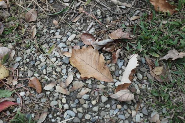 A macro shot of white oak leaves on a river stone gravel walk