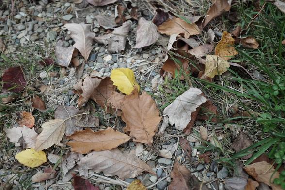 A scattering of brown and yellow oak and other leaves, nearly covering the small blue and gray river stones of a walkway