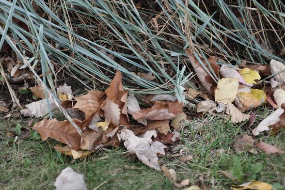 A scattering of brown and yellow oak and other leaves blown by the wind against the base of oat grass