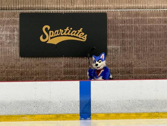 A husky sits on the bench of a hockey rink, holding a hockey stick.