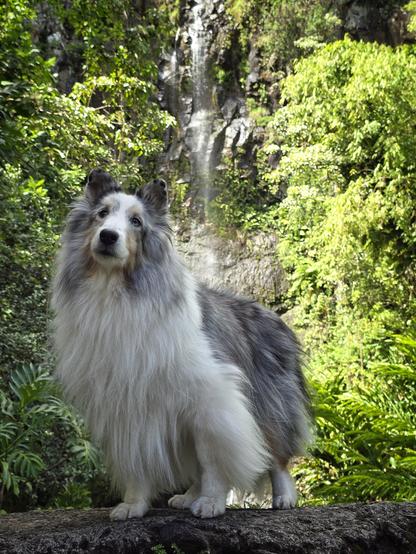 A dog stands in front of a waterfall.
