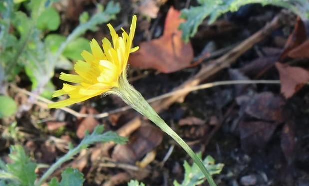A yellow flower like a small dandelion seen from the side. The undersides of the petals have a hint of faint red stripes and definitely no green stripes.