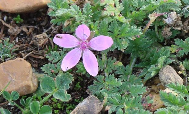 A pink flower with 5 petals, the lower ones slightly longer than the upper ones.