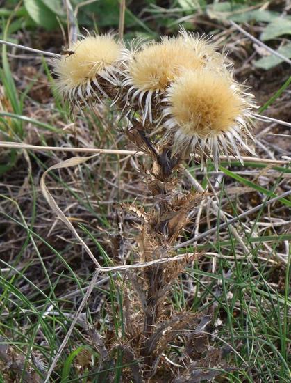 A dead plant with dried up spiny leaves. Several large thistle seed heads are still attached and still have seeds which haven't yet blown away.