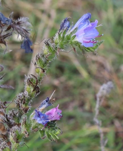 A mix of pink and blue flowers on the same plant.