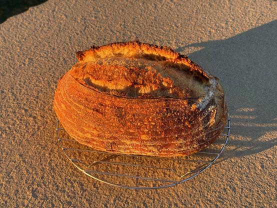 A loaf of sourdough bread sitting on a cooling rack, with sunlight shining directly on it.