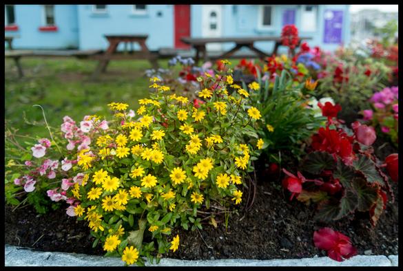 A colourful flower bed in Kinsale featuring bright yellow daisy-like flowers in sharp focus in the foreground, surrounded by pink petunias, red begonias, and other vibrant summer bedding plants, with blurred colourful beach huts and picnic tables visible in the background.