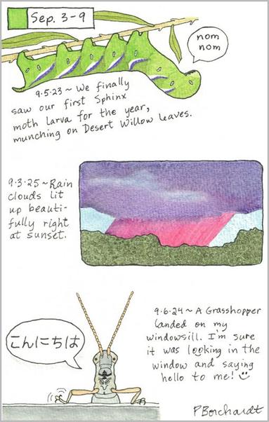 My 2025 Perpetual Journal watercolor and pen art of a pink-tinged rain shaft at sunset; my 2024 Perpetual Journal watercolor and pen art of a Grasshopper on my windowsill; & my 2023 Perpetual Journal watercolor and pen art of large green Sphinx Moth larva, all in Tucson, AZ.