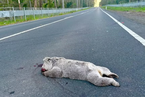 Koala Gage was found dead on Appin Road opposite a gap in the koala fencing.  (Facebook: Ricardo Lonza) ABC news