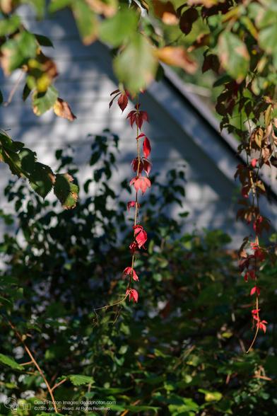 A vine with red leaves hangs down in front of a white clapboard garage. Green foliage surrounds the vine.