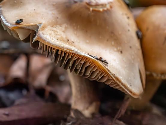 Up close image of a mushroom with its under gills exposure from curling of the cap. Its color is beige and there are some water drops visible on the cap