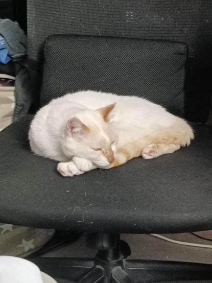 Ulises, siamés redpoint de acogida, duerme pacíficamente sobre mi silla de PC tras un intenso día de siestas, ver vídeos de restauraciones y jugar a cazar un palo con tiras de papel brillantes