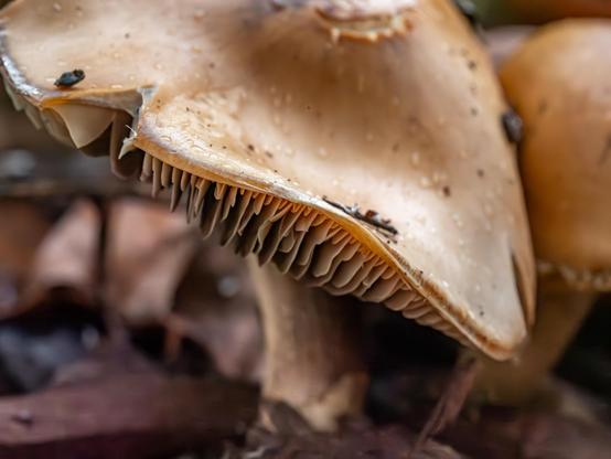 Up close image of a mushroom with its under gills exposure from curling of the cap. Its color is beige and there are some water drops visible on the cap