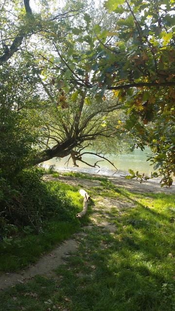 Blick durch grüne Büsche und einen fast waagrecht wachsenden Baum auf den Rhein.