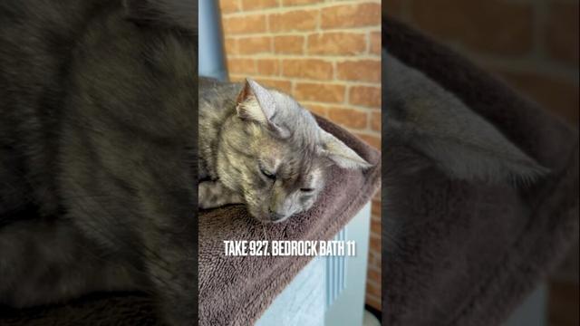 #岩盤浴猫 #薪ストーブの天然石の余熱で #ぬぐだまる #egyptianmaucat #エジプシャンマウ #エジプシャンマウスモーク #エジプシャンマウの仲間たち #shorts