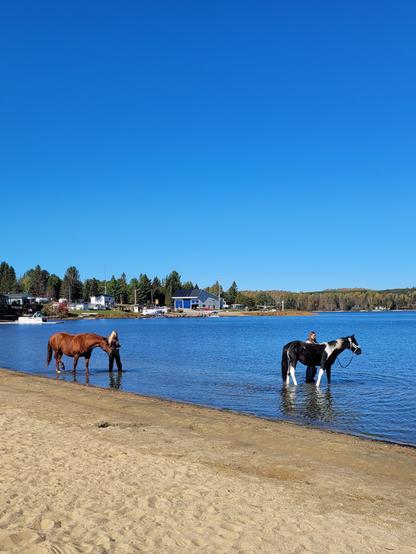 2 horses standing in a lake with a seaplane sirport in the background.