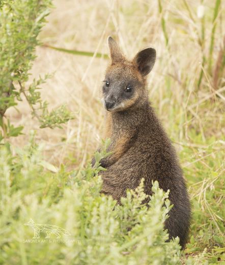 A young swamp wallaby sits alert among low green shrubs and dry coastal grasses on Phillip Island. It faces the camera with its head turned slightly over its shoulder, ears perked and eyes bright. The background is softly blurred, drawing attention to the animal’s soft brown and grey fur.