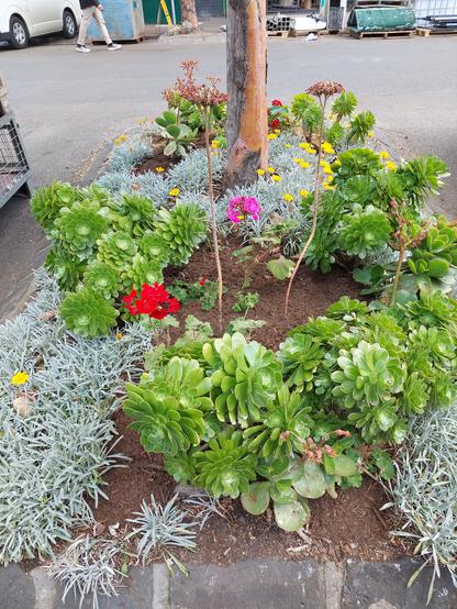 Rectangular garden bed sticking out into the street. In the middle background is the trunk of a small  tree. On the left and right side in the foreground and around the tree are the silvery-green leaves of gazanias with a few small yellow flowers  in the middle foreground are medium sized green leaves of succulents. In front of the tree in the middle are geraniums, with some red flowers and some pink flowers. The ground is mostly covered with plants, but where there are no plants in the middle and foreground, there is dark brown mulch that I lay down this morning.