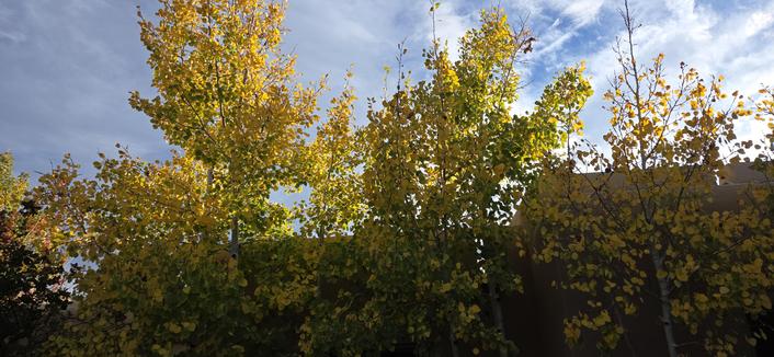 The aspens are turning gold.
