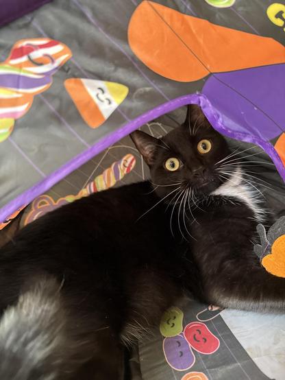 Black and white cat lying on a colorful play mat. The cat has wide, alert yellow eyes, a white spot on its chest, and some white on its face and whiskers. The mat is decorated with playful patterns, including candy corn, orange and purple geometric shapes, and smiles on round shapes, suggesting a Halloween or festive theme. The cat is partially under a purple fabric arch and seems relaxed but curious, looking directly at the camera.

Image description provided with Be My Eyes.
