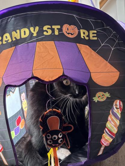 A Halloween-themed cat tent with "CANDY STORE" written on it in yellow letters, featuring a jack-o'-lantern as the "O". The tent is decorated with candy illustrations and has a black and white cat sitting inside, peering out through the front opening. Hanging in front of the opening is a toy shaped like a cartoonish spider, decorated in orange and black with big eyes. The cat’s whiskers and curious expression are visible as it looks outside. The tent also shows images of lollipops and wrapped candies with smiling faces.

Image description provided with Be My Eyes.