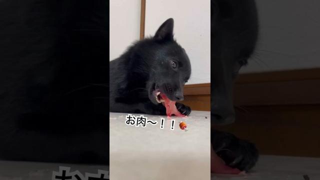 鶏の頭🐓 #スキッパーキ #ブリーダー