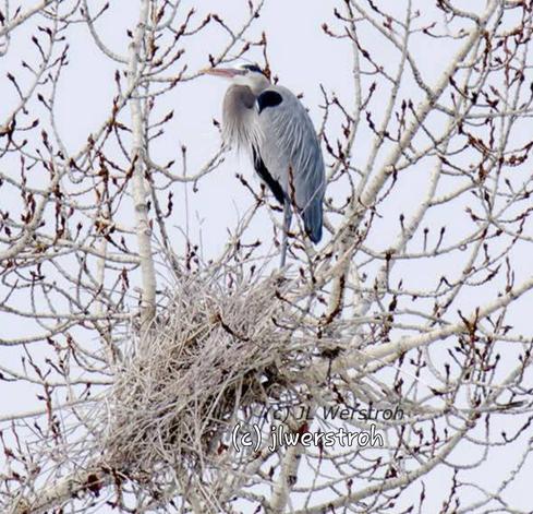 A #rookery of $blueherons , which is a colony of birds that nest together communally.