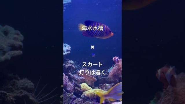 海水水槽✖︎ スカート / 灯りは遠く / ふたりソロキャンプ