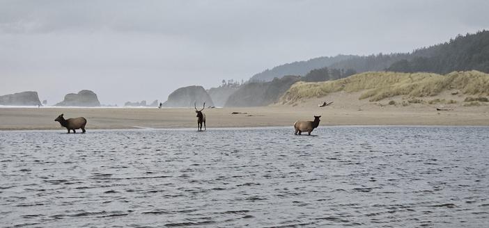 Three elk wading in a large river that flows across the beach down to the ocean. In the background, a large dune covered in dry grass on the right and some of the iconic Oregon coast rocks and a glimpse of ocean waves on the left.