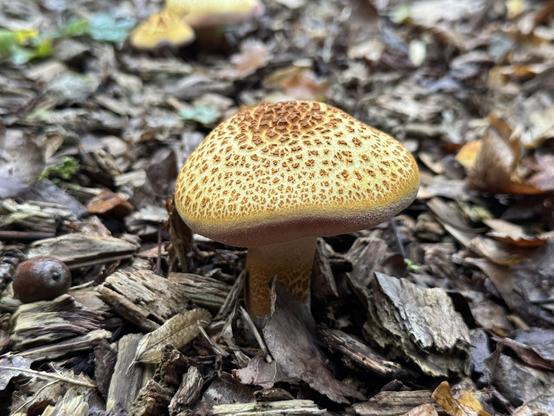 mushroom