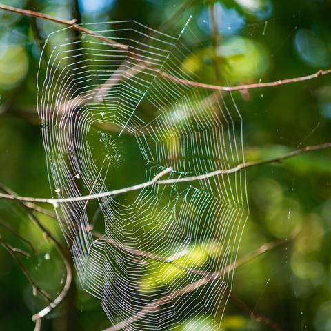 A neat, circular, spider's web in full sunlight. Going from the centre, outwards; an empty circular hole, then a narrow band of web (6 spirals in 22 sections), then another open space, crossed only by the radial strands of silk, then the outer spirals (from 25 to 40 in each section). Here there are a few large holes, as if a bird had flown through the web.
All this anchored in surrounding bare twigs of forest shrubs.
There are a few carcasses of bugs left in the web, but no spider can be seen anywhere.
Background; sunny patches in shady forest, green on green.