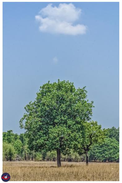 photograph of green trees,, brown grass under a lone fluffy white cloud in the blue sky.