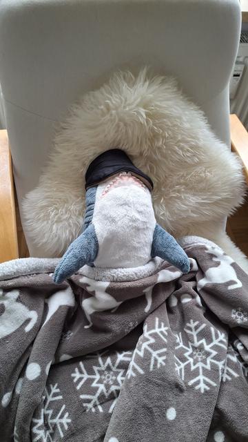 Sharkira mit Schlafmaske und Kuscheldecke im Sessel